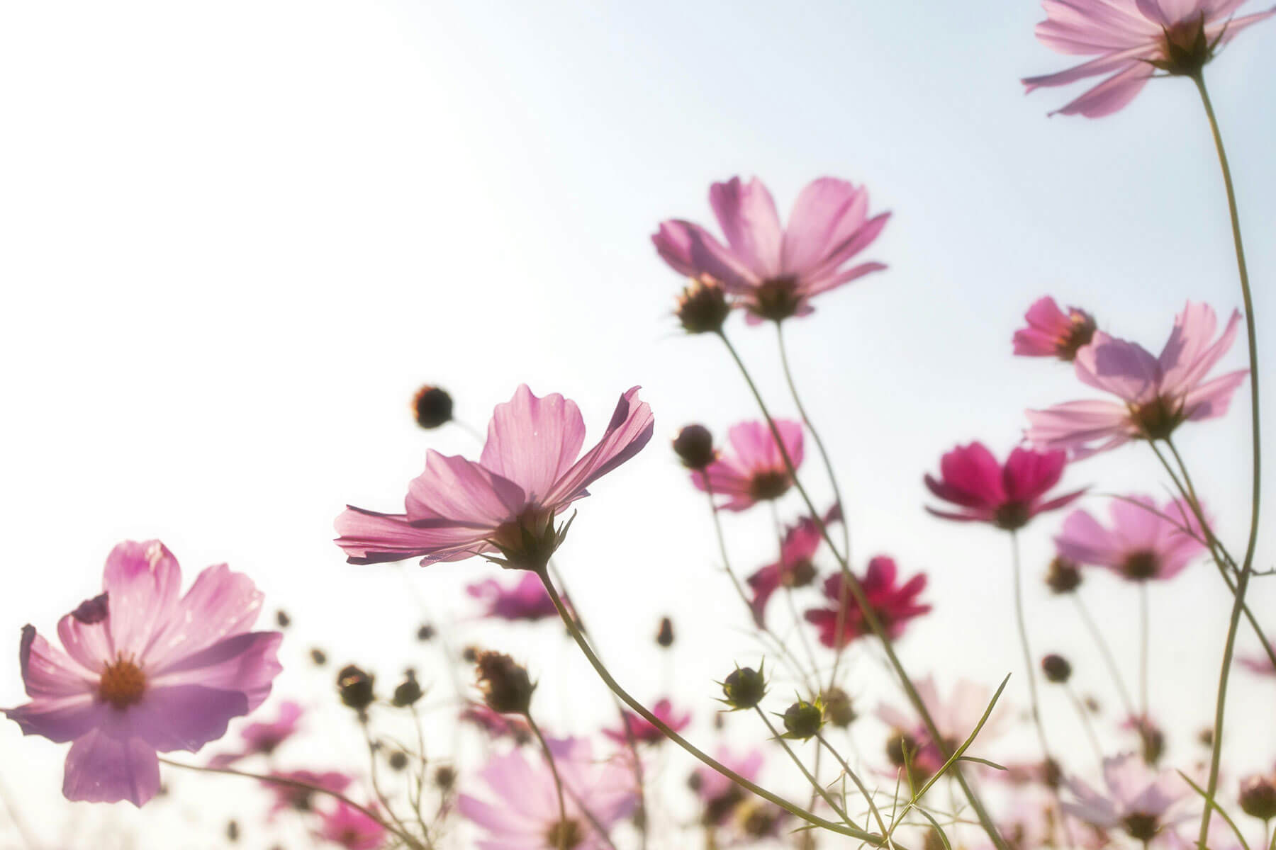 The Shaw Guild Garden Tour